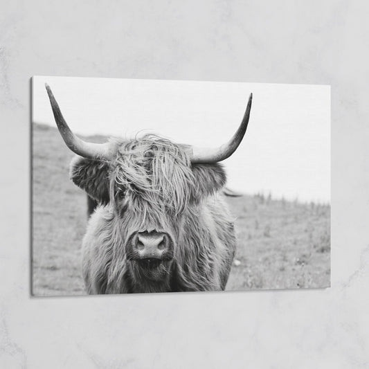 Highland Cow Canvas Wall Art, Shaggy Hairy Coo Close-Up Portrait on gallery wrap