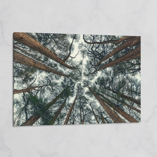 Looking Up Through the Forest Canopy. Canvas Wall Art on gallery wrap