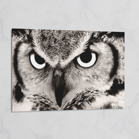 Owl Close-Up Canvas Art: Eyes, Beak and Feather Detail on gallery wrap