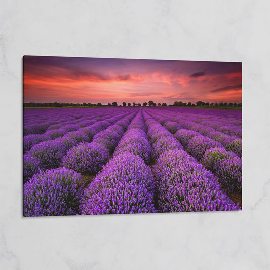 Lavender Field at Sunset Canvas Wall Art on gallery wrap
