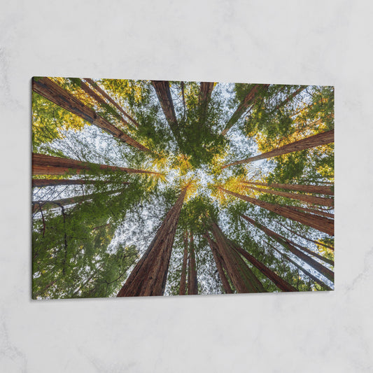 Looking Up Through the Redwoods: Forest Floor Canvas Art on gallery wrap