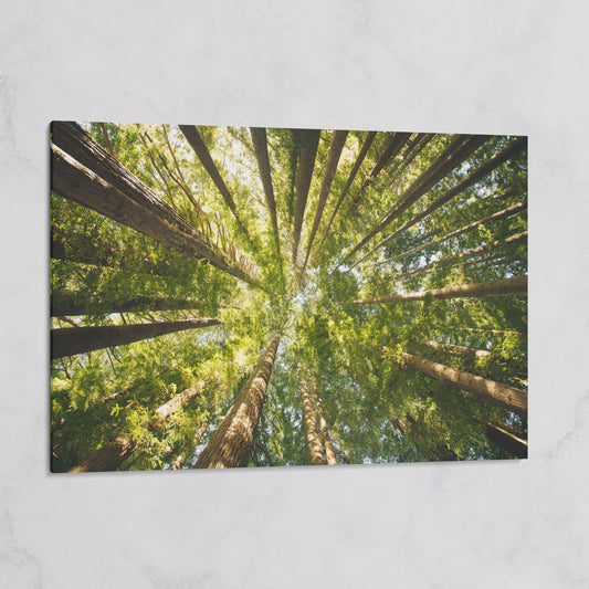 Looking Up Through the Forest Canopy, Canvas Wall Art on gallery wrap