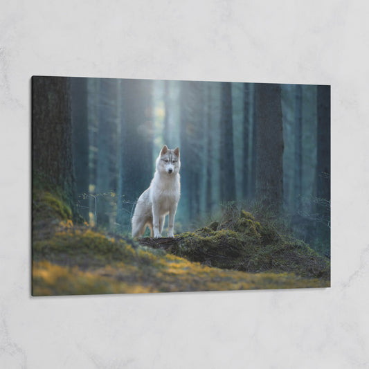 Siberian Husky in Winter Forest Canvas on gallery wrap