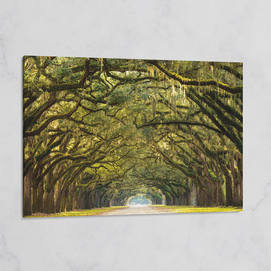 Line of Green Oak Trees Canvas Print on gallery wrap