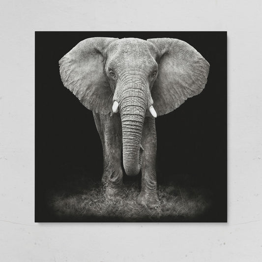 African Elephant Canvas Print, Black and White on gallery wrap