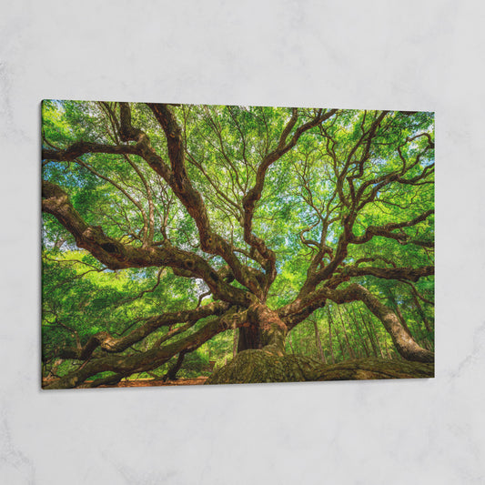 Angel Oak Tree Canvas Wall Art, Charleston Forest Photography on gallery wrap
