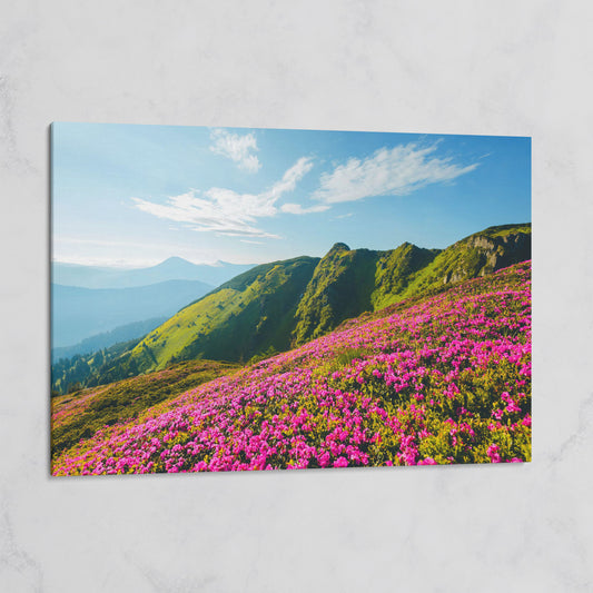 Pink Wildflowers on the Carpathian Mountainside Canvas on gallery wrap