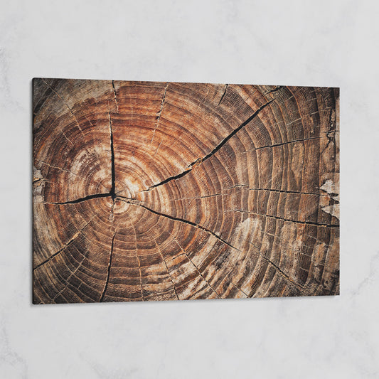 Old Oak Stump Canvas Print with Tree Rings on gallery wrap