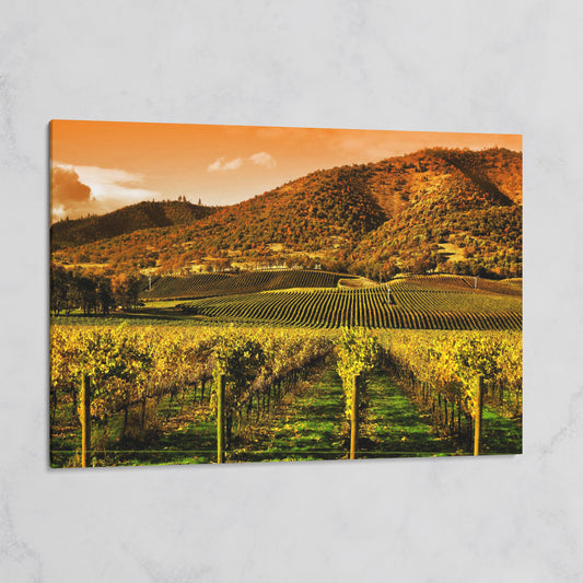 Tuscany Vineyard at Sunset Canvas Print on gallery wrap