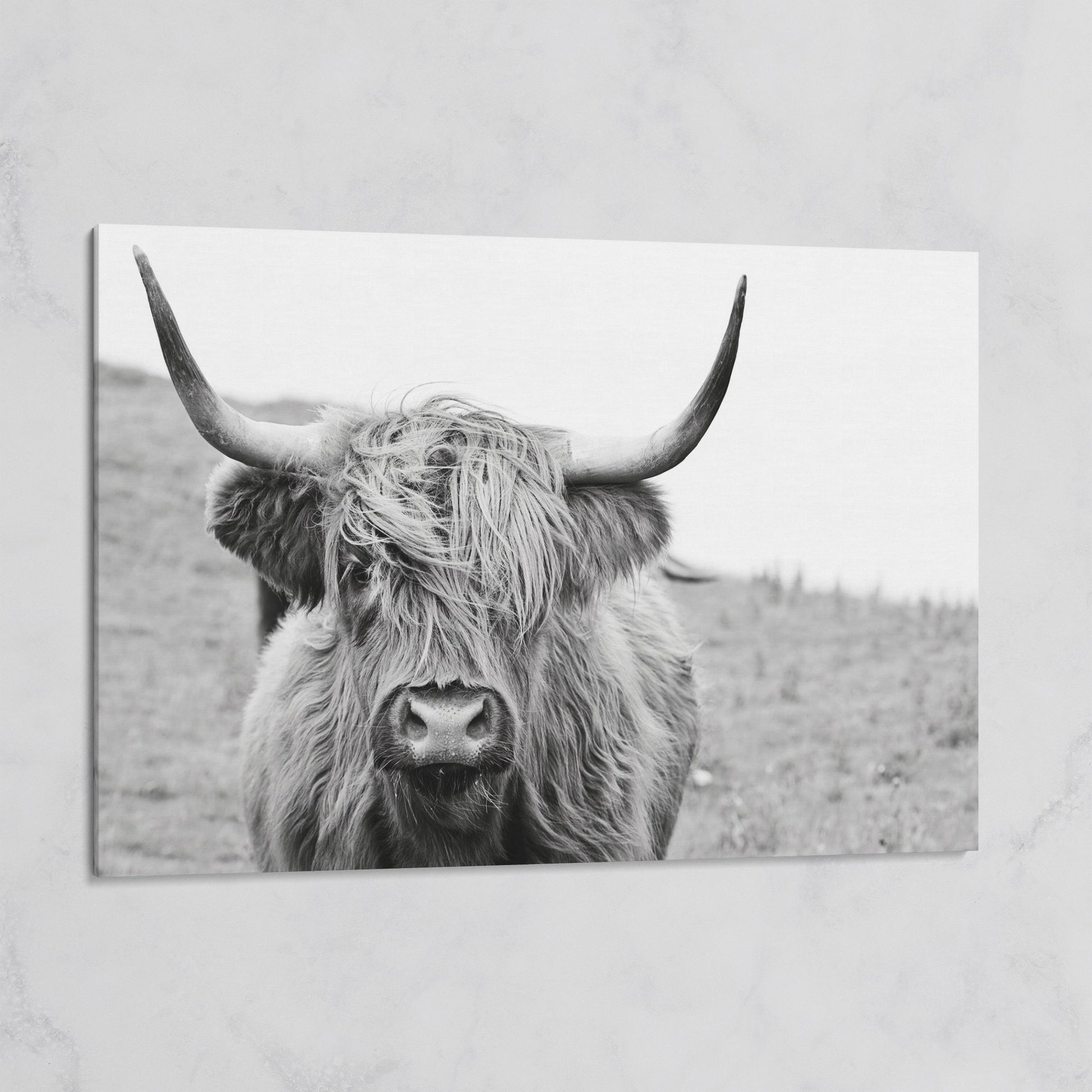 Highland Cow Canvas Wall Art, Shaggy Hairy Coo Close-Up Portrait on gallery wrap