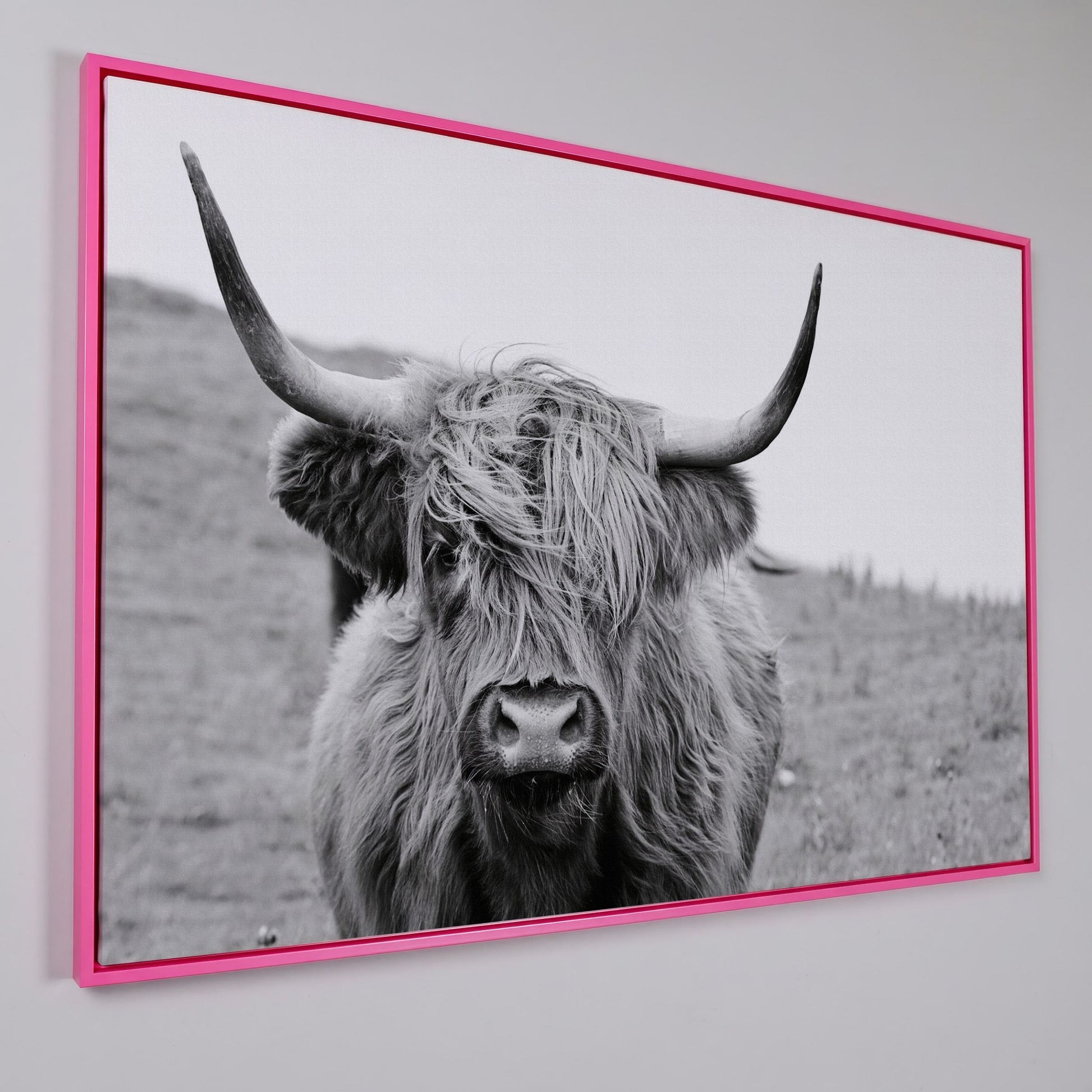 Highland Cow Canvas Wall Art, Shaggy Hairy Coo Close-Up Portrait in pink floating frame