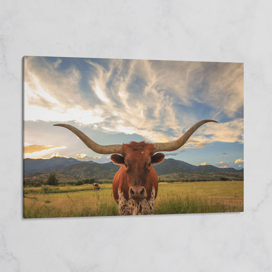 Texas Longhorn Close-Up Portrait Canvas Wall Art on gallery wrap