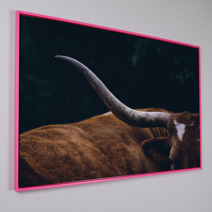 Texas Longhorn Close-Up Canvas Wall Art, Western Farmhouse Decor in pink floating frame