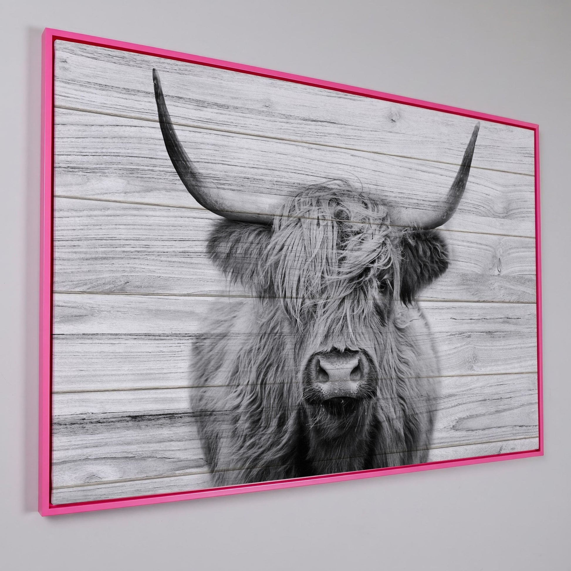 Highland Cow Portrait Canvas Wall Art, Large Horns Close-Up in pink floating frame