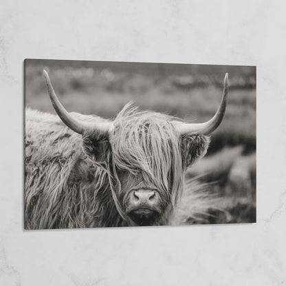 Highland Cow Close-Up Canvas Wall Art, Landscape Portrait on gallery wrap
