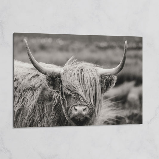 Highland Cow Close-Up Canvas Wall Art, Landscape Portrait on gallery wrap