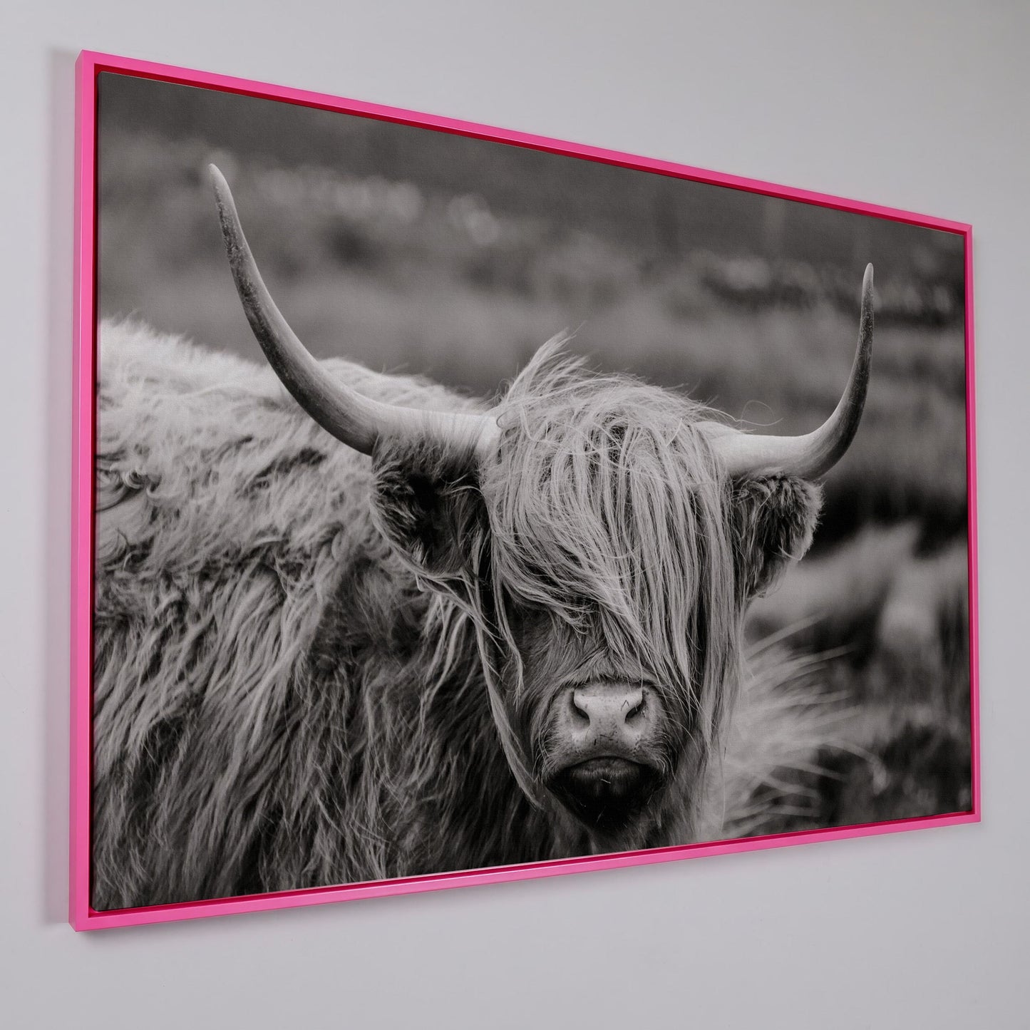 Highland Cow Close-Up Canvas Wall Art, Landscape Portrait in pink floating frame