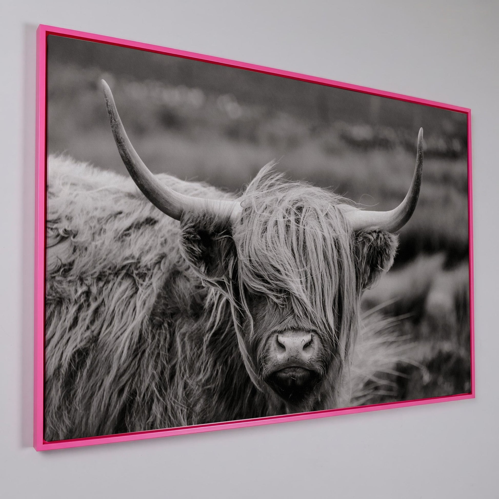 Highland Cow Close-Up Canvas Wall Art, Landscape Portrait in pink floating frame