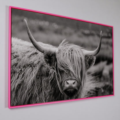 Highland Cow Close-Up Canvas Wall Art, Landscape Portrait in pink floating frame