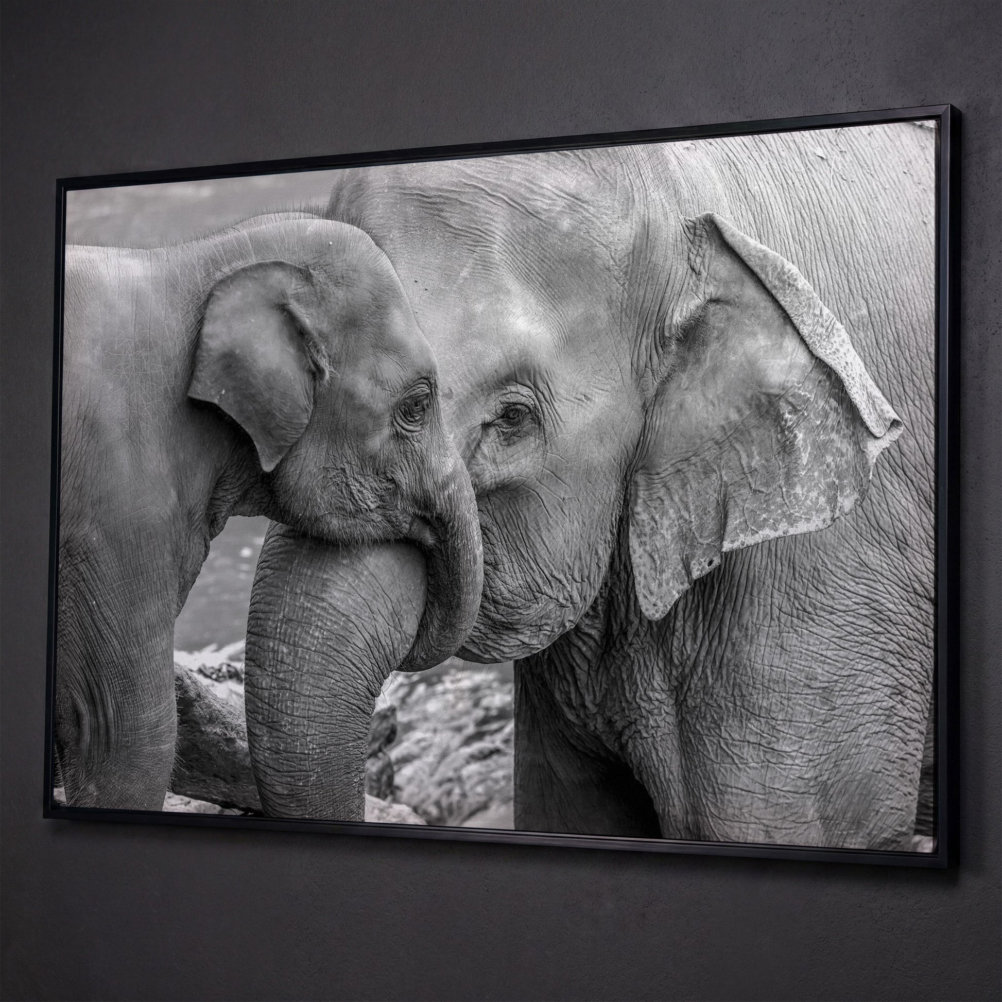 Two Elephants, Trunks Entwined. Canvas Wall Art shown in black floating frame