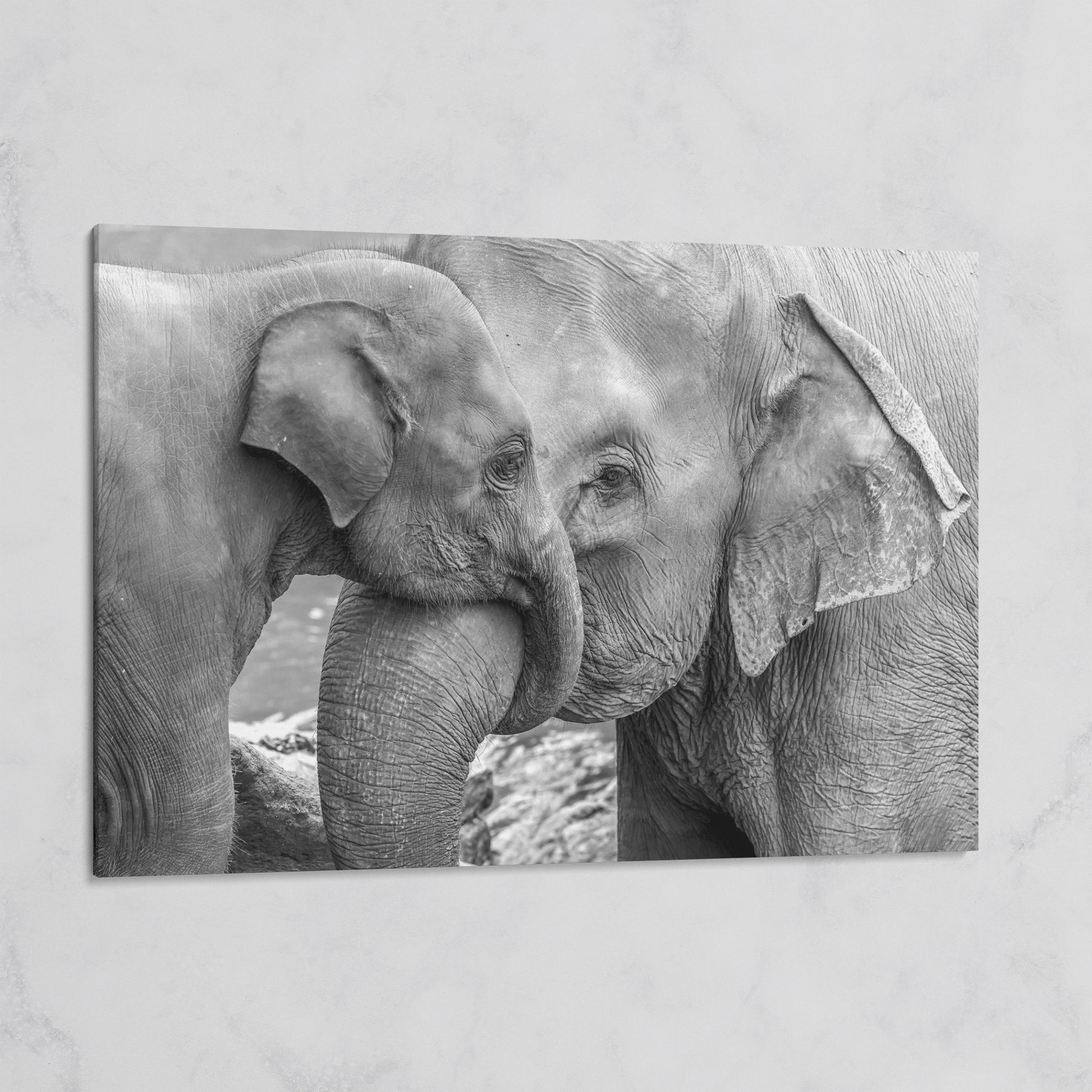 Two Elephants, Trunks Entwined. Canvas Wall Art on gallery wrap