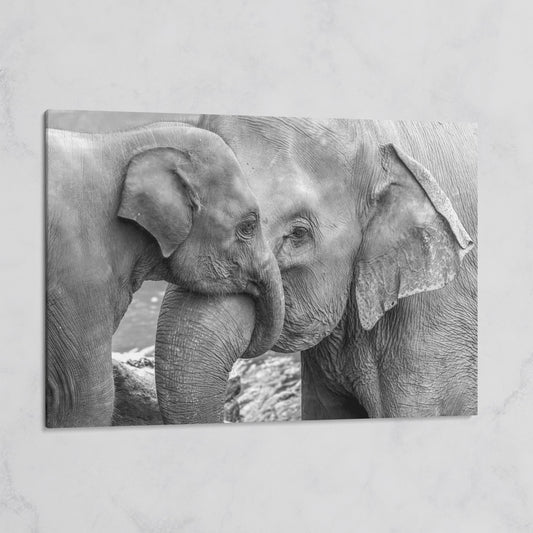 Two Elephants, Trunks Entwined. Canvas Wall Art on gallery wrap