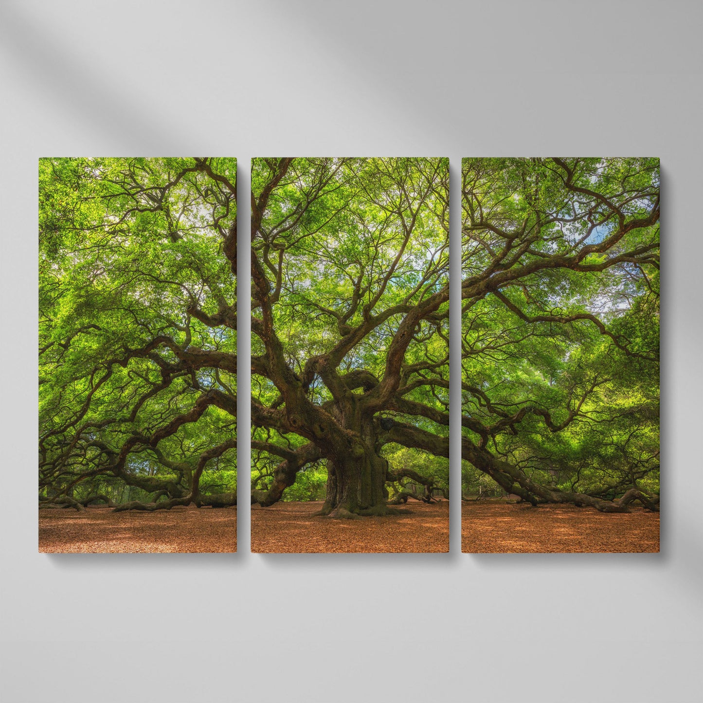 Ancient Oak Tree Canvas Art, Sprawling Forest Branches as 3-panel split version