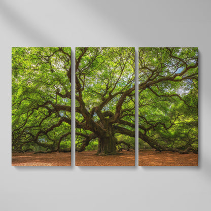 Ancient Oak Tree Canvas Art, Sprawling Forest Branches as 3-panel split version