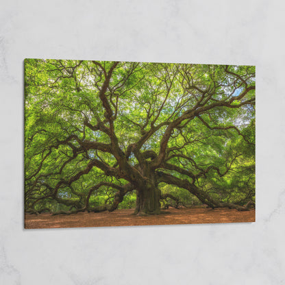 Ancient Oak Tree Canvas Art, Sprawling Forest Branches on gallery wrap