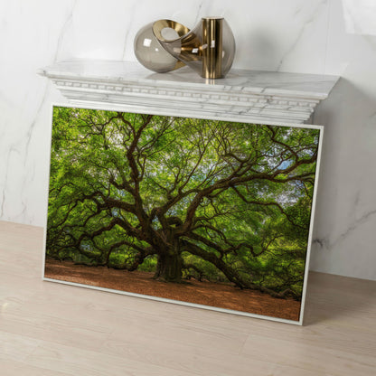 Ancient Oak Tree Canvas Art, Sprawling Forest Branches in white floating frame
