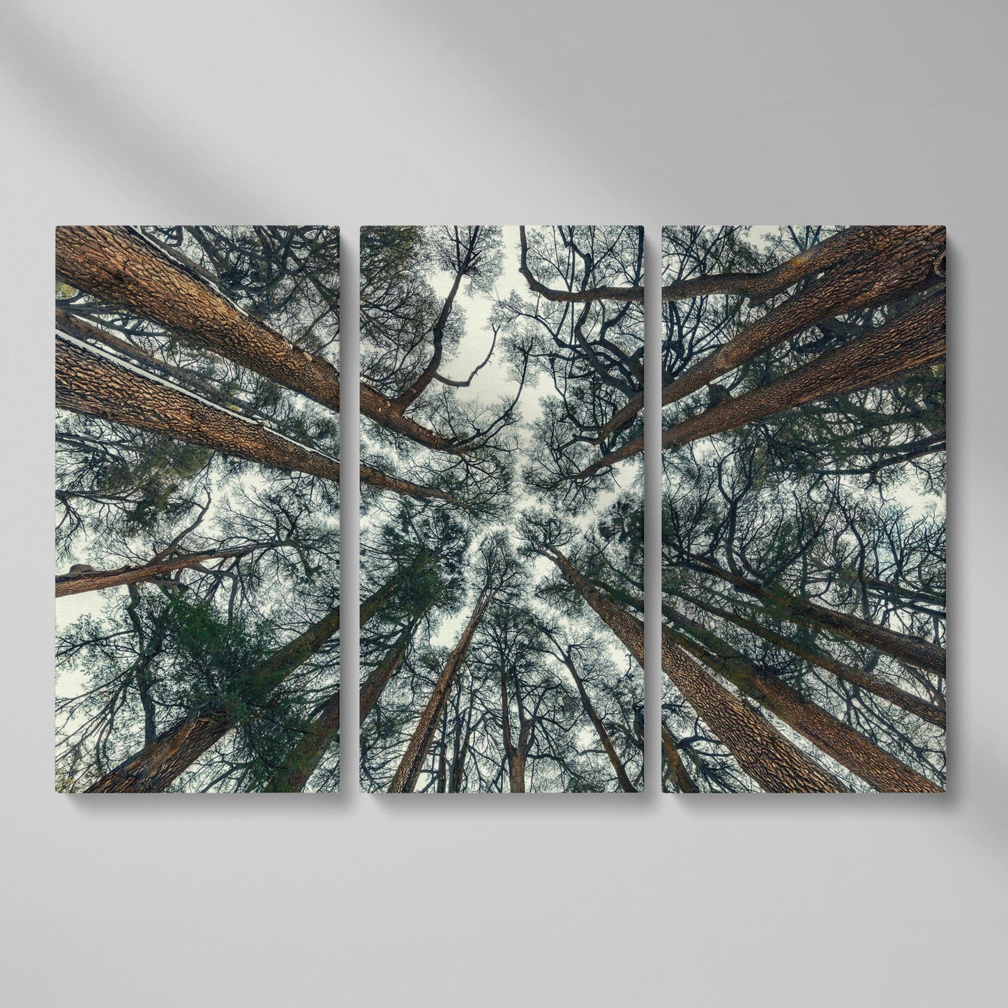 Looking Up Through the Forest Canopy. Canvas Wall Art as 3-panel split version