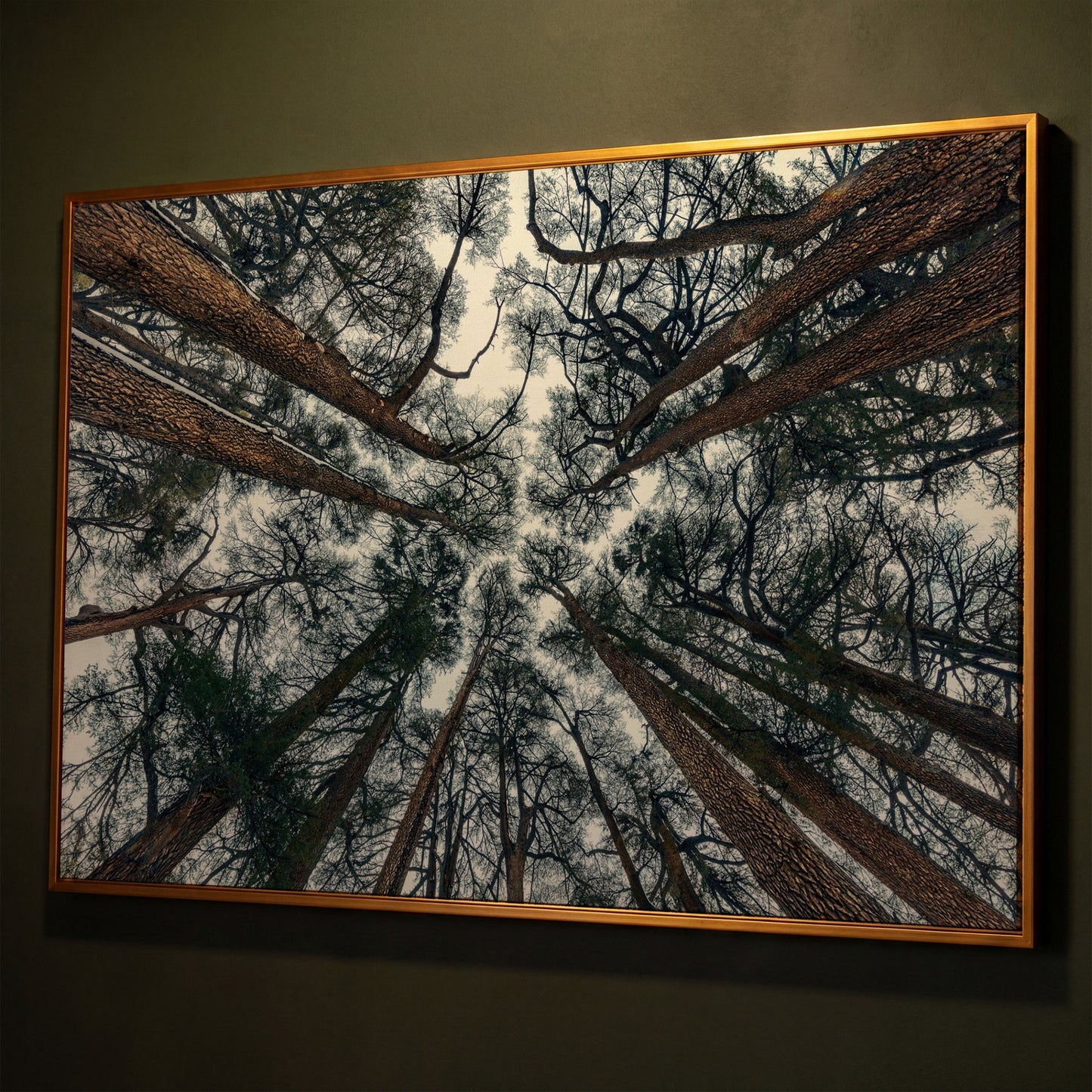 Looking Up Through the Forest Canopy. Canvas Wall Art shown in antique gold floating frame
