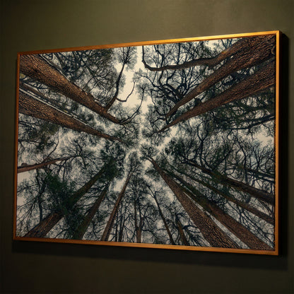 Looking Up Through the Forest Canopy. Canvas Wall Art shown in antique gold floating frame