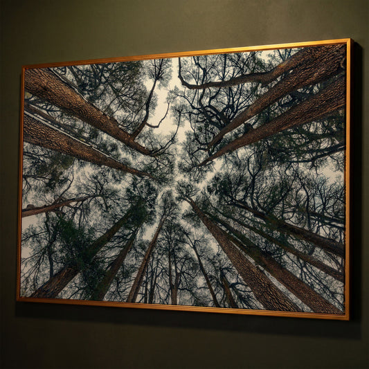 Looking Up Through the Forest Canopy. Canvas Wall Art shown in antique gold floating frame