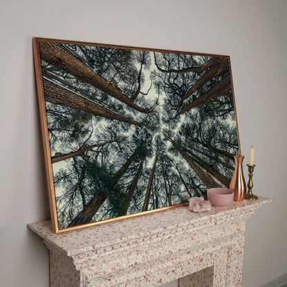 Looking Up Through the Forest Canopy. Canvas Wall Art in rose gold floating frame
