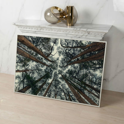 Looking Up Through the Forest Canopy. Canvas Wall Art in white floating frame