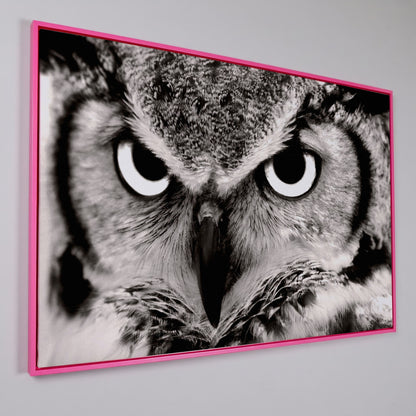 Owl Close-Up Canvas Art: Eyes, Beak and Feather Detail in pink floating frame