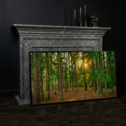 Sunlit Forest Canvas Art, Golden Hour Through the Tree Canopy in black floating frame
