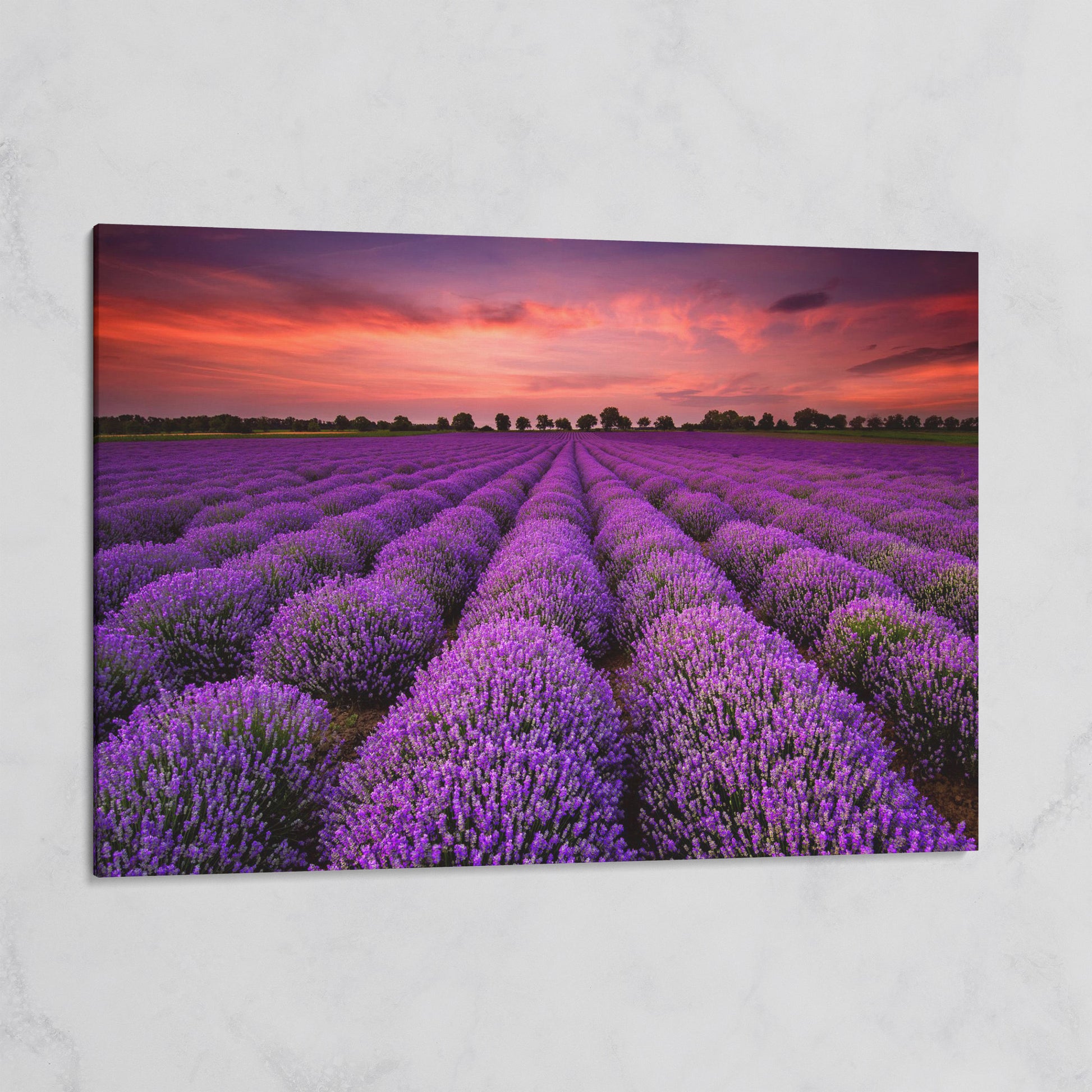 Lavender Field at Sunset Canvas Wall Art on gallery wrap