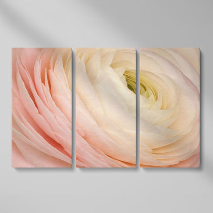 Soft Pink Ranunculus Close-Up Canvas Wall Art as 3-panel split version
