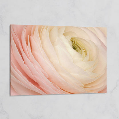 Soft Pink Ranunculus Close-Up Canvas Wall Art on gallery wrap