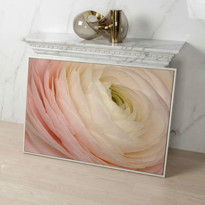 Soft Pink Ranunculus Close-Up Canvas Wall Art in white floating frame