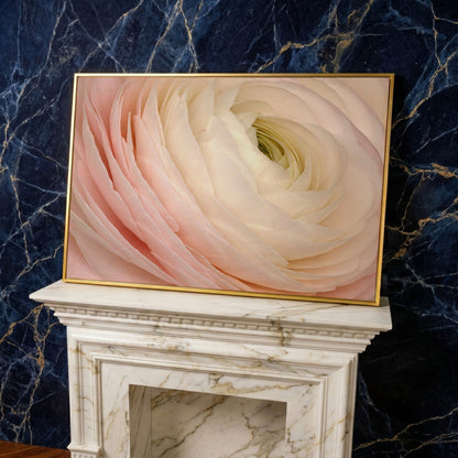 Soft Pink Ranunculus Close-Up Canvas Wall Art in yellow gold floating frame