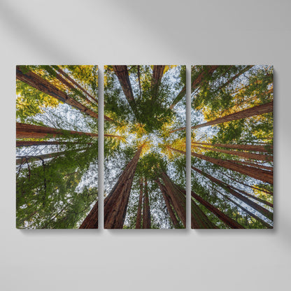 Looking Up Through the Redwoods: Forest Floor Canvas Art as 3-panel split version