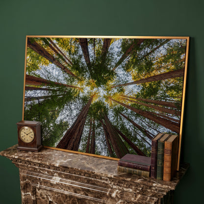 Looking Up Through the Redwoods: Forest Floor Canvas Art in antique gold floating frame