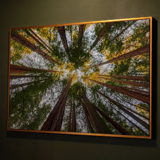 Looking Up Through the Redwoods: Forest Floor Canvas Art shown in antique gold floating frame