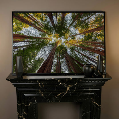 Looking Up Through the Redwoods: Forest Floor Canvas Art in black floating frame
