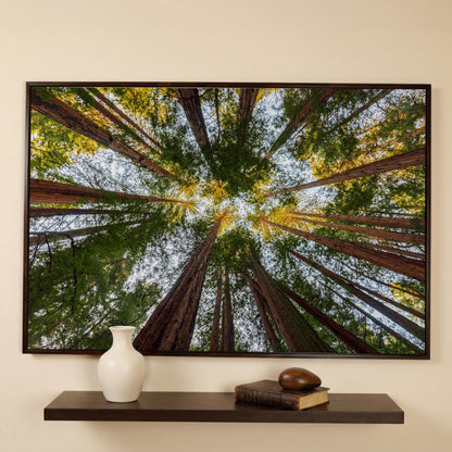 Looking Up Through the Redwoods: Forest Floor Canvas Art in dark walnut floating frame