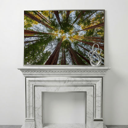 Looking Up Through the Redwoods: Forest Floor Canvas Art in silver floating frame
