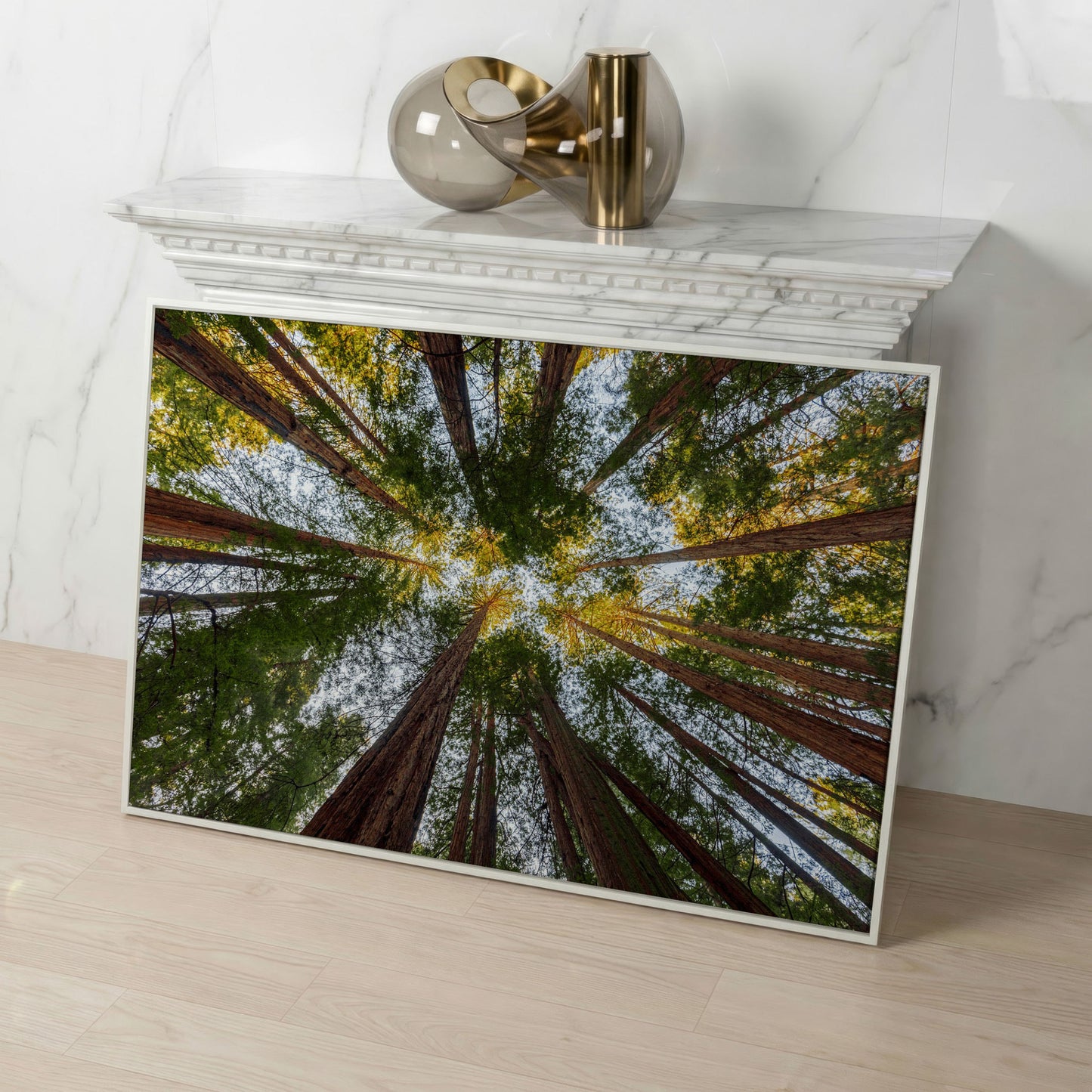Looking Up Through the Redwoods: Forest Floor Canvas Art in white floating frame